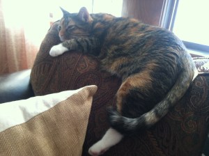 I guess I'll offer my heating services.