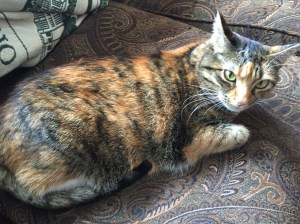 Some Fattie for all of you cat lovers out there.