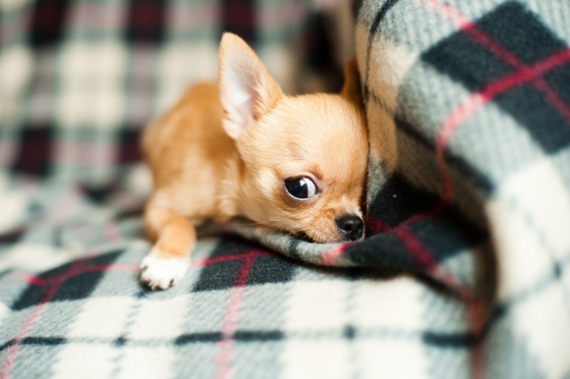 portrait-of-chihuahua-puppy-relaxing-on-blanket